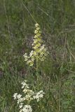 Virginia bunchflower, Melanthium virginicum
