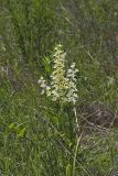 Virginia bunchflower, Melanthium virginicum