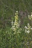 Virginia bunchflower, Melanthium virginicum