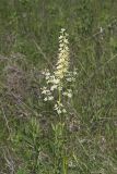 Virginia bunchflower, Melanthium virginicum