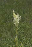 Virginia bunchflower, Melanthium virginicum