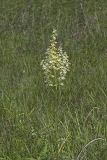Virginia bunchflower, Melanthium virginicum