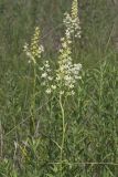 Virginia bunchflower, Melanthium virginicum