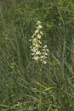 Virginia bunchflower, Melanthium virginicum