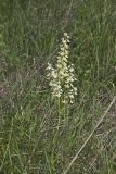 Virginia bunchflower, Melanthium virginicum