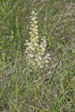 Virginia bunchflower, Melanthium virginicum