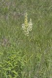 Virginia bunchflower, Melanthium virginicum