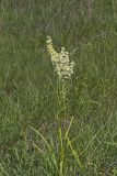 Virginia bunchflower, Melanthium virginicum