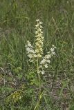 Virginia bunchflower, Melanthium virginicum
