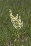 Virginia bunchflower, Melanthium virginicum