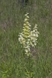 Virginia bunchflower, Melanthium virginicum