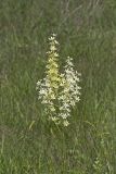 Virginia bunchflower, Melanthium virginicum