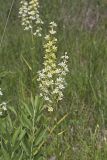 Virginia bunchflower, Melanthium virginicum