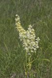 Virginia bunchflower, Melanthium virginicum