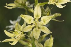 Virginia Bunchflower