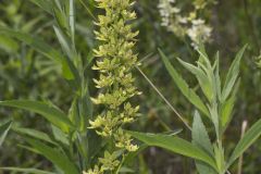 Virginia Bunchflower, Melanthium virginicum