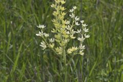 Virginia Bunchflower, Melanthium virginicum