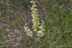 Virginia Bunchflower, Melanthium virginicum
