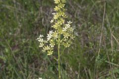 Virginia Bunchflower, Melanthium virginicum