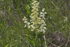 Virginia Bunchflower, Melanthium virginicum