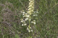 Virginia Bunchflower, Melanthium virginicum