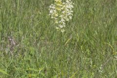 Virginia Bunchflower, Melanthium virginicum