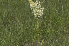 Virginia Bunchflower, Melanthium virginicum