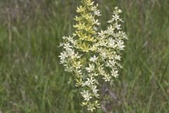 Virginia Bunchflower, Melanthium virginicum