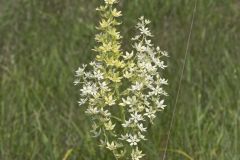 Virginia Bunchflower, Melanthium virginicum