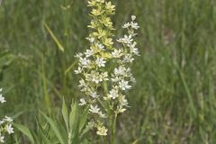 Virginia Bunchflower, Melanthium virginicum