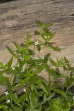 Virginia Buttonweed, Diodia virginiana