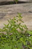 Virginia Buttonweed, Diodia virginiana