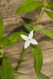 Virginia Buttonweed, Diodia virginiana