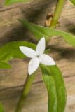 Virginia Buttonweed, Diodia virginiana