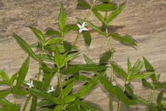 Virginia Buttonweed, Diodia virginiana