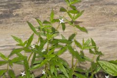 Virginia Buttonweed, Diodia virginiana