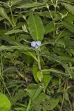Virginia Dayflower, Commelina virginica