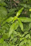 Virginia Dayflower, Commelina virginica