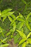 Virginia Dayflower, Commelina virginica