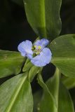 Virginia Dayflower, Commelina virginica
