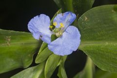 Virginia Dayflower