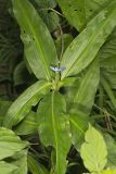 Virginia Dayflower, Commelina virginica