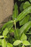 Virginia Dayflower, Commelina virginica