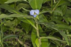 Virginia Dayflower, Commelina virginica Virginia Dayflower, Commelina virginica