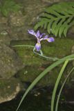 Virginia iris, Iris virginica