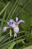 Virginia iris, Iris virginica