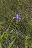 Virginia iris, Iris virginica