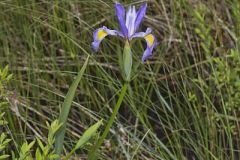 Virginia Iris