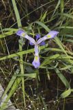Virginia iris, Iris virginica