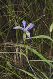 Virginia iris, Iris virginica